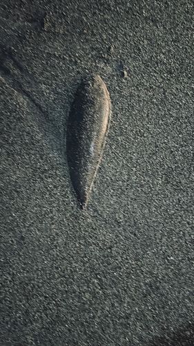 シタビラメの釣果