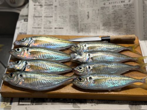 アジの釣果
