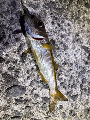 クロムツの釣果