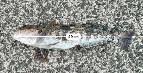 アブラコの釣果