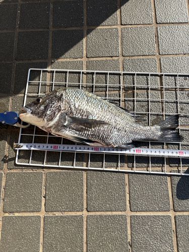 チヌの釣果