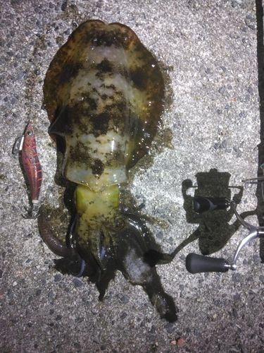 アオリイカの釣果