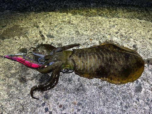 アオリイカの釣果