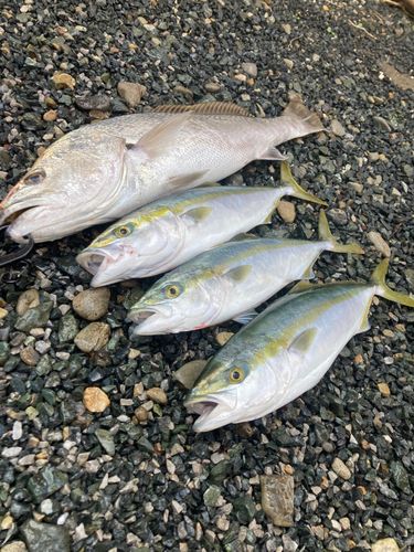 オオニベの釣果