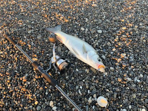 ヒラスズキの釣果