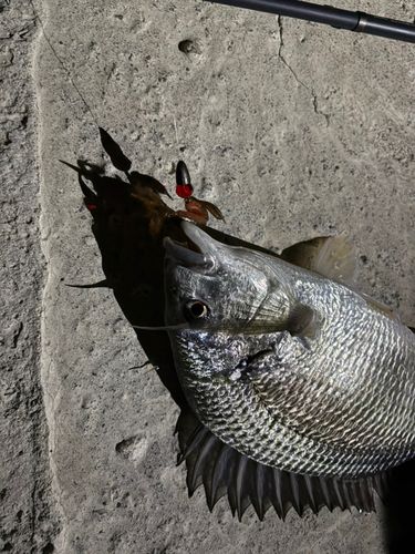 チヌの釣果