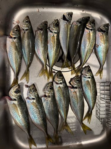 東京湾（富津〜金谷）