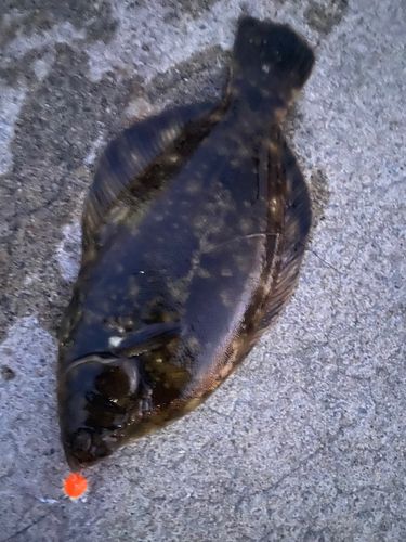 クロガシラガレイの釣果