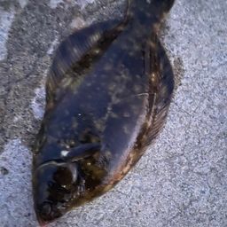 クロガシラガレイ