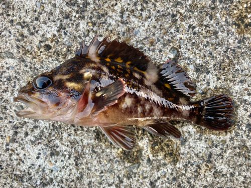 オウゴンムラソイの釣果