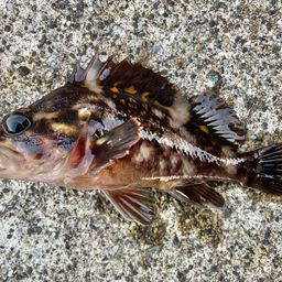 オウゴンムラソイ