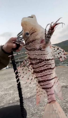 ミノカサゴの釣果