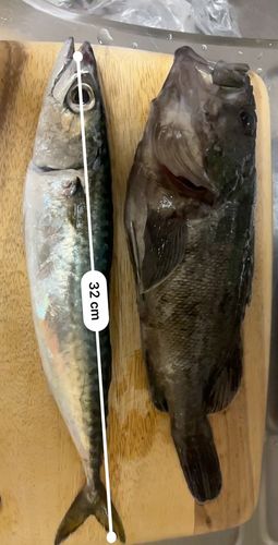 クロソイの釣果