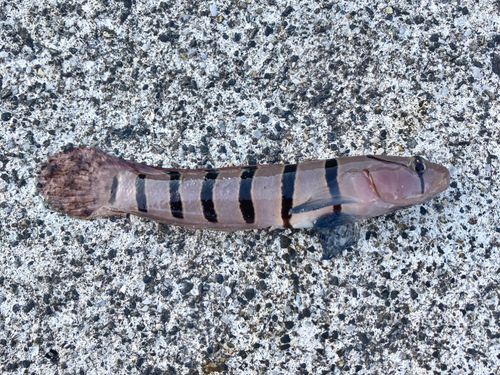 リュウグウハゼの釣果