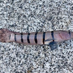 リュウグウハゼ