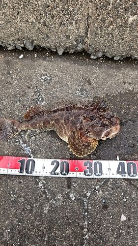 トウベツカジカの釣果