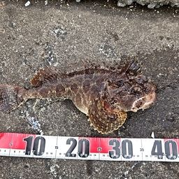 トウベツカジカ