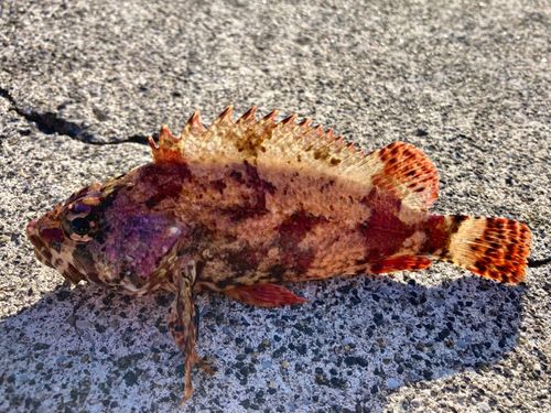 ヨロイメバルの釣果