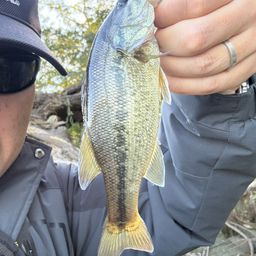 ラージマウスバス