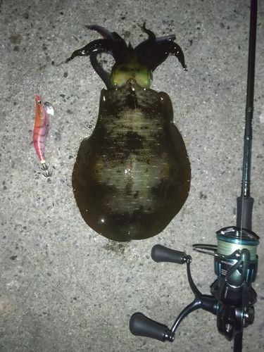アオリイカの釣果