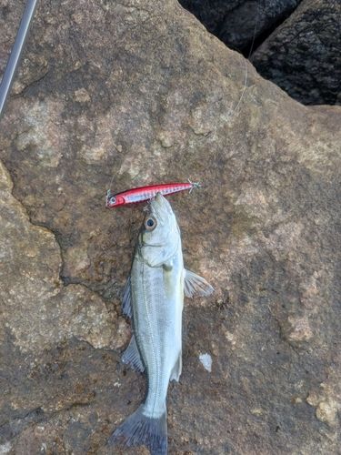 セイゴ（マルスズキ）の釣果