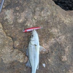 セイゴ（マルスズキ）