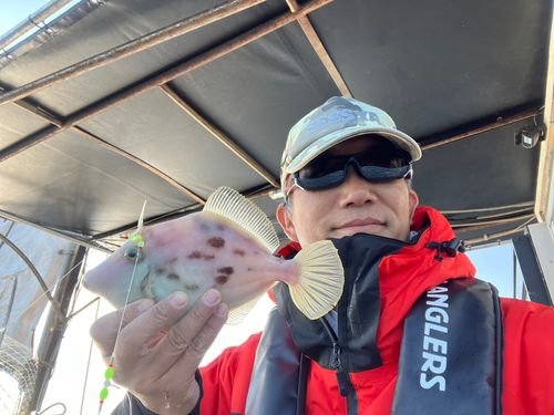 カワハギの釣果