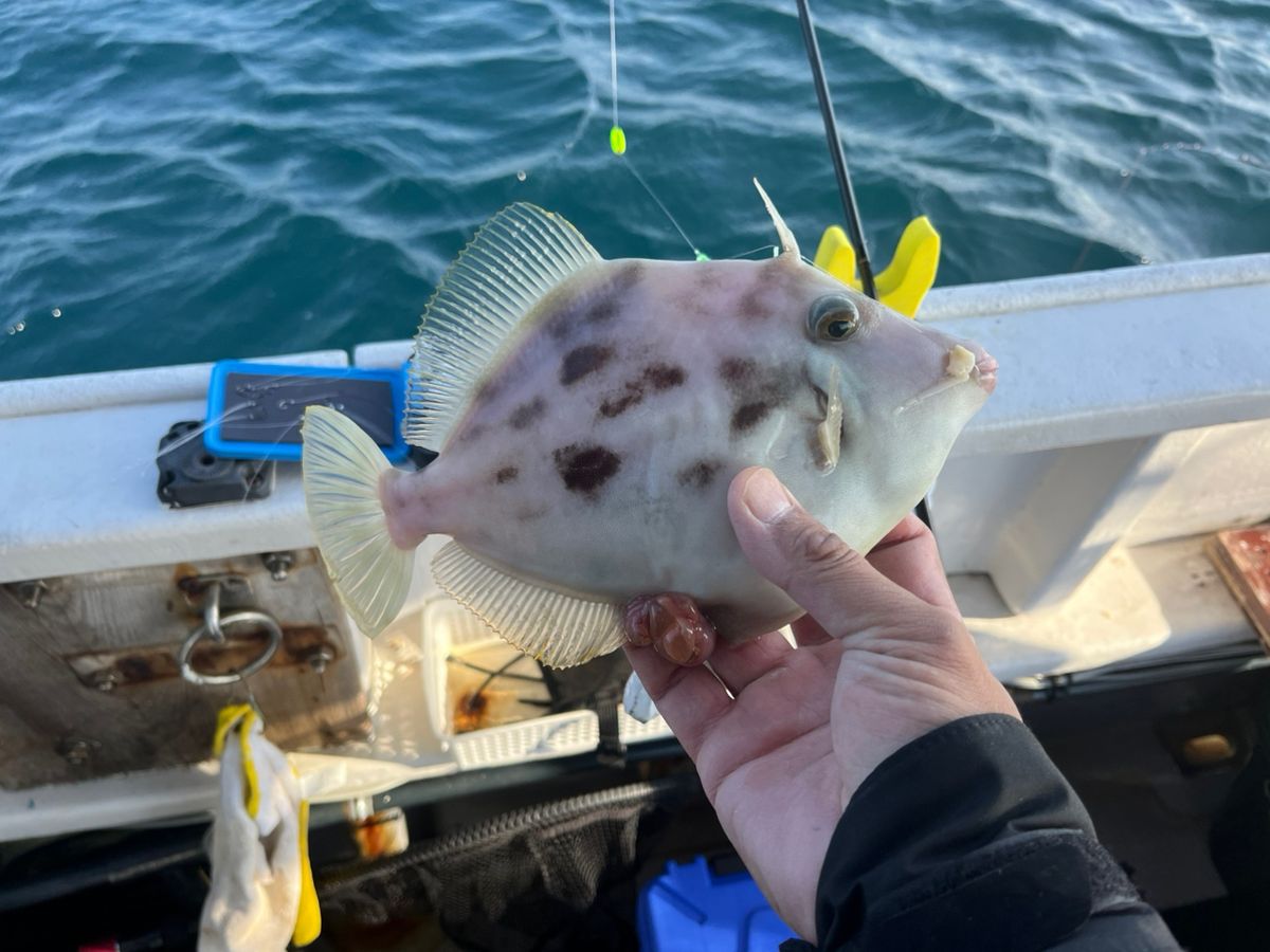 BOZUさんの釣果 2枚目の画像