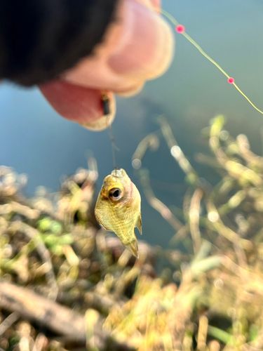 ブルーギルの釣果