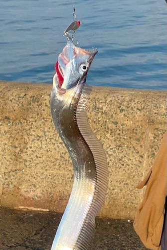 タチウオの釣果