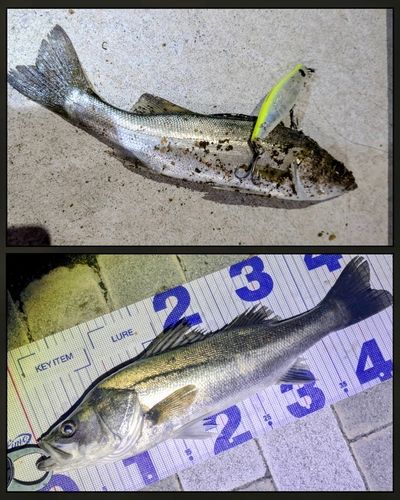 シーバスの釣果