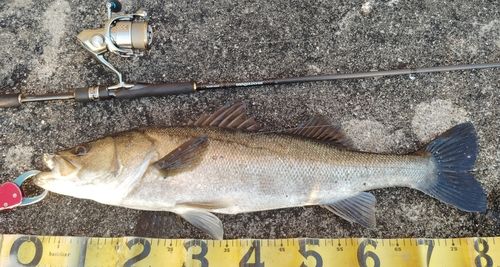 シーバスの釣果