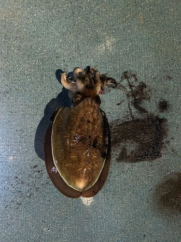 コウイカの釣果