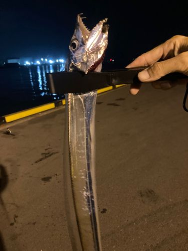 タチウオの釣果