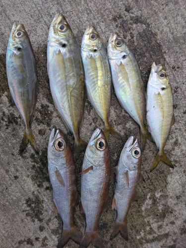 アジの釣果