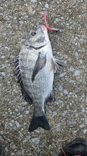 クロダイの釣果