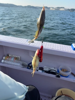カワハギの釣果