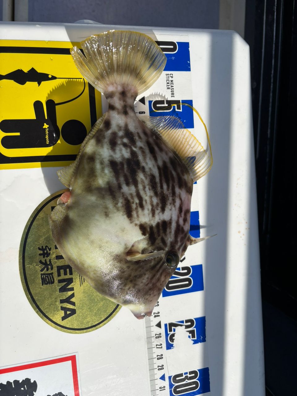 もふもふあきさんの釣果 2枚目の画像