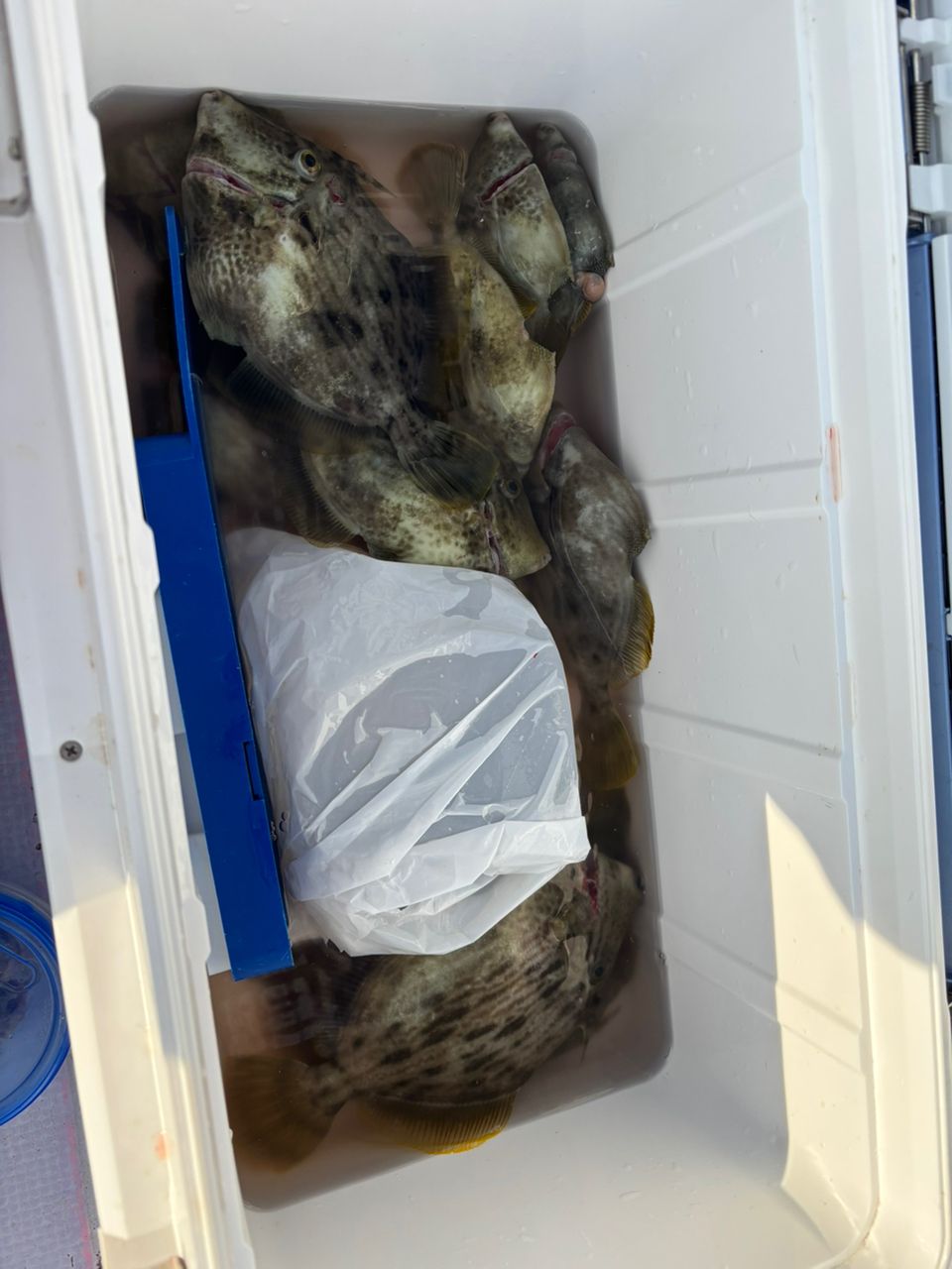 もふもふあきさんの釣果 3枚目の画像