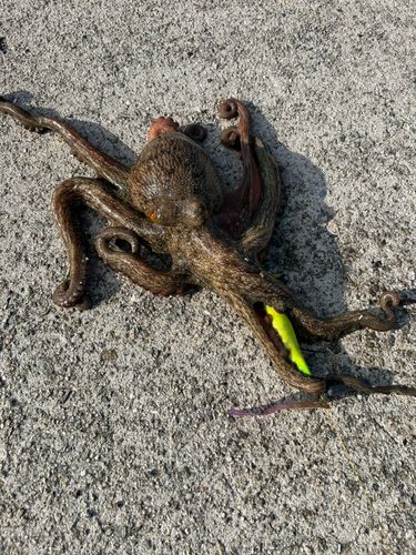 タコの釣果