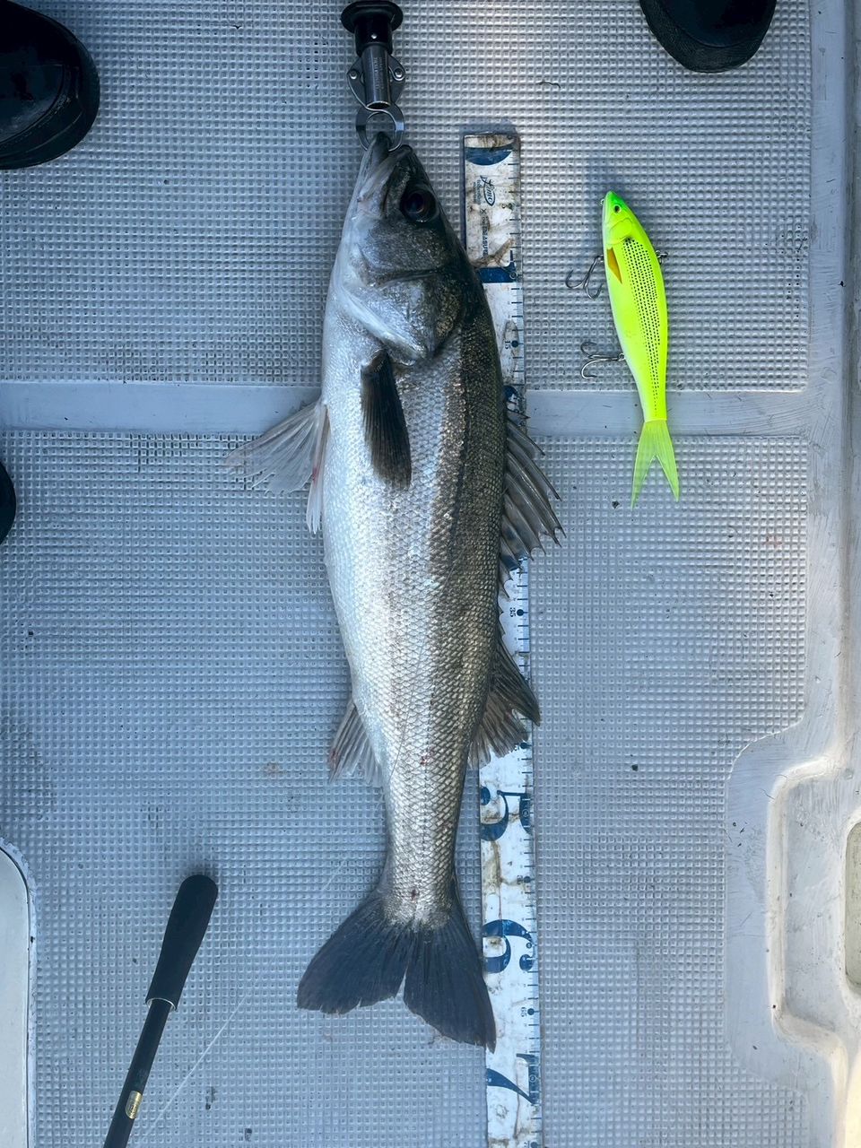 澤田きょうへいさんの釣果 2枚目の画像