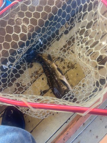 ドイツゴイの釣果