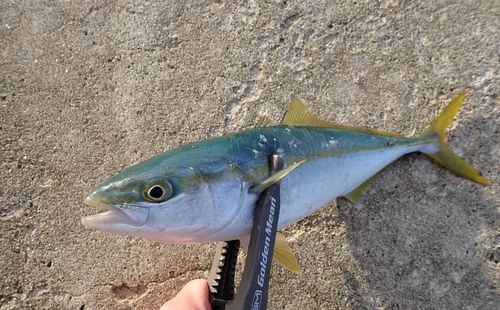 コゾクラの釣果