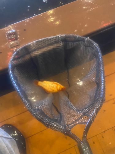 アミューズパーク会津