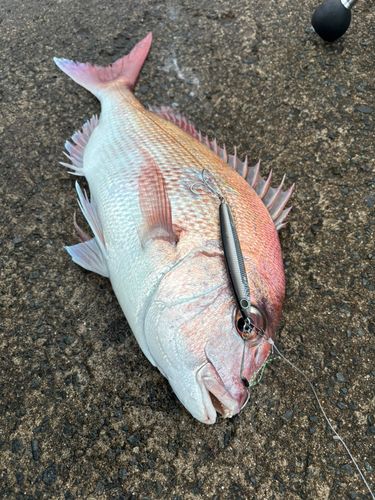 マダイの釣果