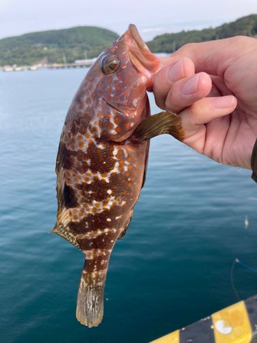 キジハタの釣果