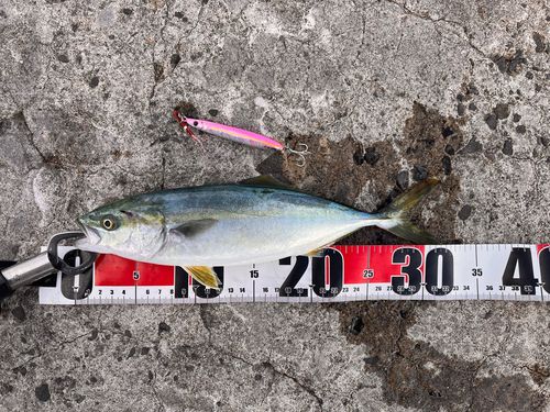 フクラギの釣果