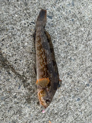 アイナメの釣果