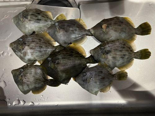 カワハギの釣果