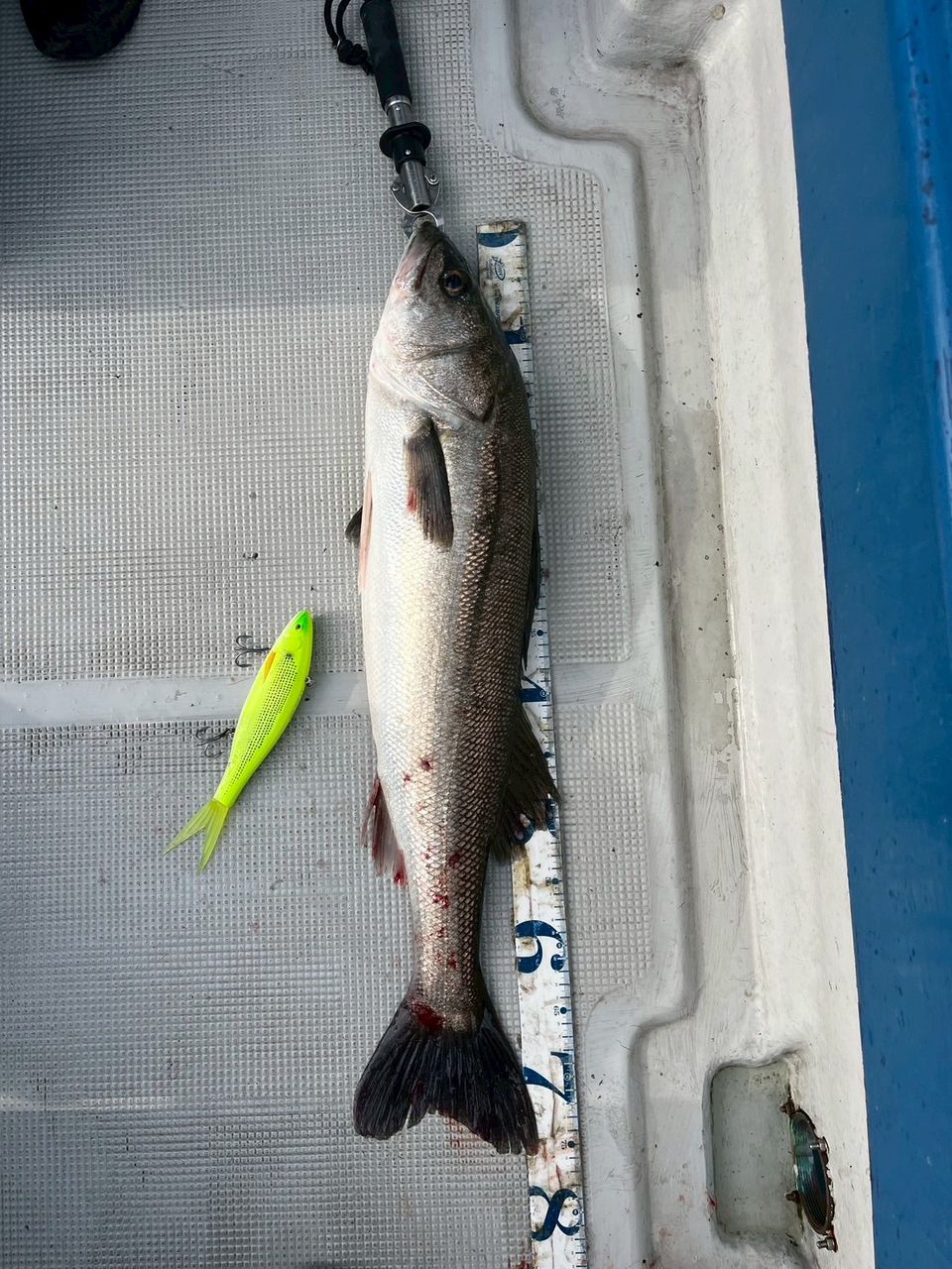 澤田きょうへいさんの釣果 2枚目の画像